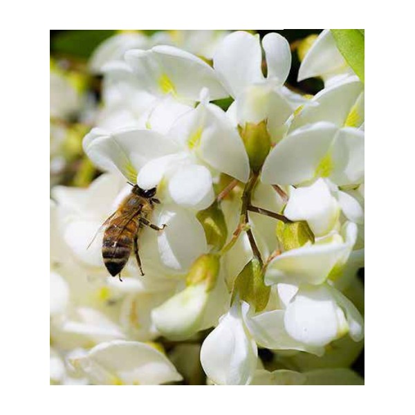 Acacia, Italian Honey from Trentino